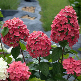 Гортензия метельчатая Редлайт (Hydrangea paniculata 'Redtlight')