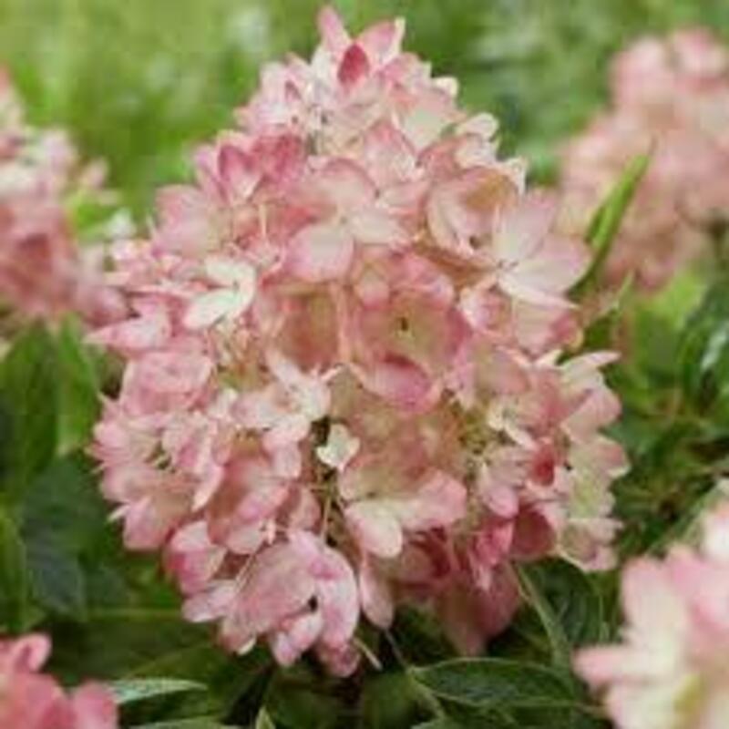 Гортензия метельчатая "Groundbreaker Blush"