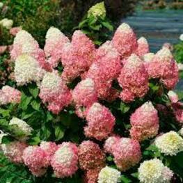 Гортензия метельчатая Квик Файер Фаб (Hydrangea paniculata 'Quick Fire Fab')