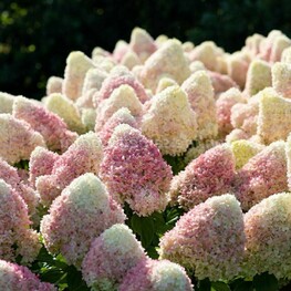 Гортензия метельчатая Кэнди Лав=Саммер Лав (Hydrangea paniculata 'Candy Love=Summer Love')