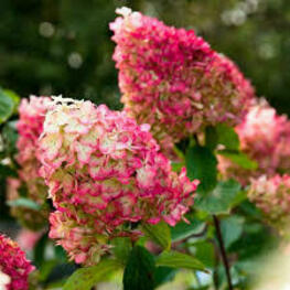 Гортензия метельчатая "'Colorful Cocktail"