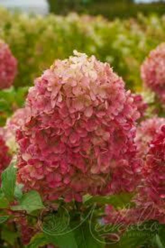 Гортензия метельчатая Краса Лесково (Hydrangea paniculata 'Krasa Leskovo')