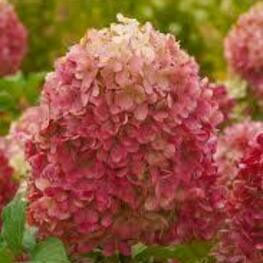 Гортензия метельчатая "'Krasa Leskovo"