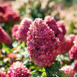 Гортензия метельчатая Лаймлайт Прайм (Hydrangea paniculata 'Limelight Prime')