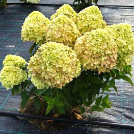 Гортензия метельчатая Литтл Пэшн (Hydrangea paniculata 'Little Passion')