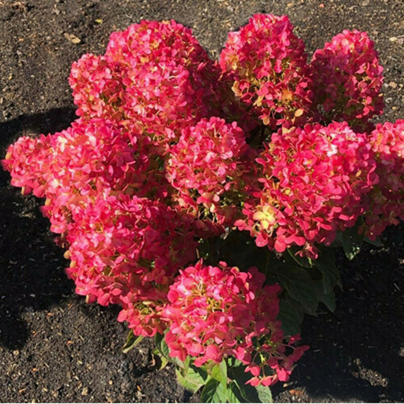 Гортензия метельчатая Литтл Рози (Hydrangea paniculata 'Little Rosy')