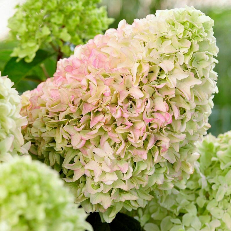 Гортензия метельчатая Литтл Фреско (Hydrangea paniculata 'Little Fresco')
