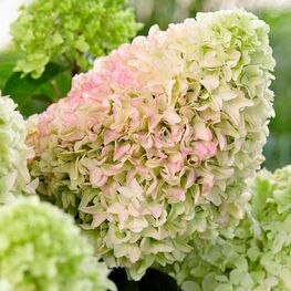 Гортензия метельчатая Литтл Фреско (Hydrangea paniculata 'Little Fresco')