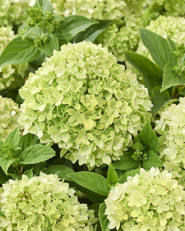 Гортензия метельчатая Литтл Эппл (Hydrangea paniculata 'Little Apple')