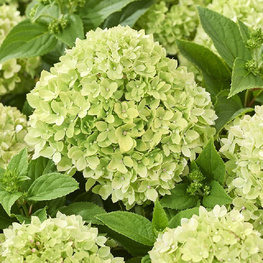 Гортензия метельчатая "Little Apple"