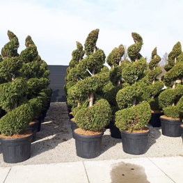 Туя западная Брабант (Thuja occidentalis 'Brabant') Спираль