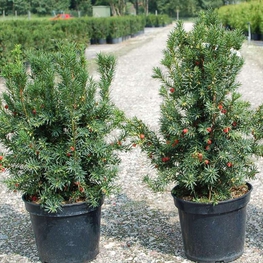 Тис средний Хикси (Taxus x media 'Hicksii')