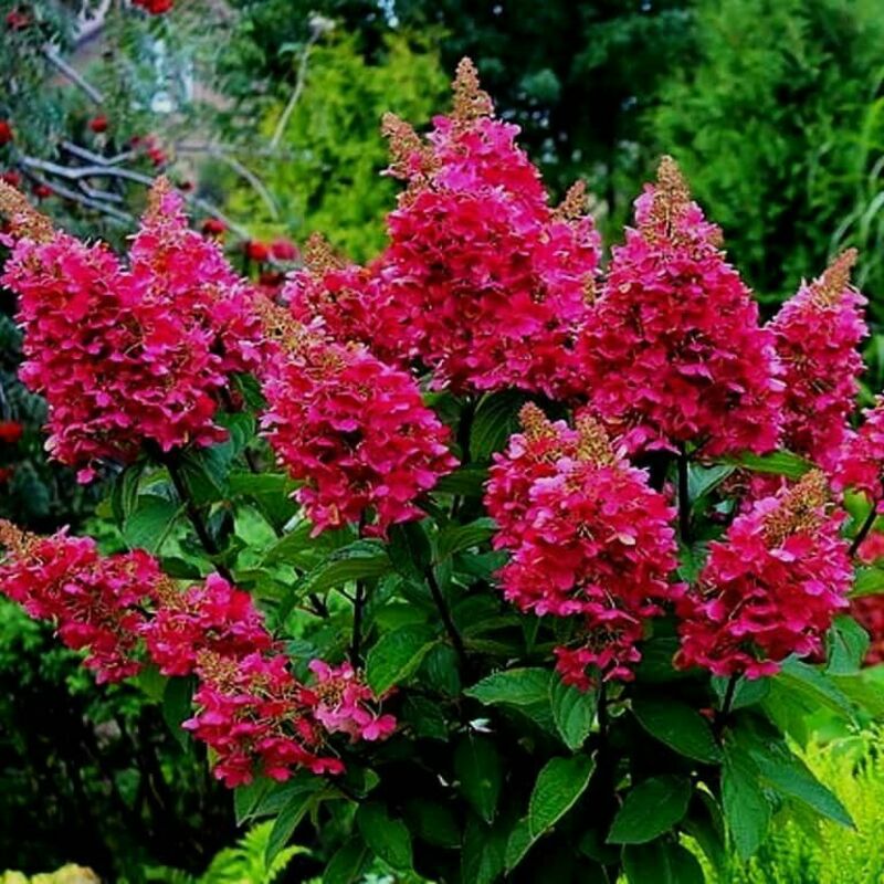 Гортензия метельчатая Мэджикал Везувио (Hydrangea paniculata 'Magical Vesuvio')