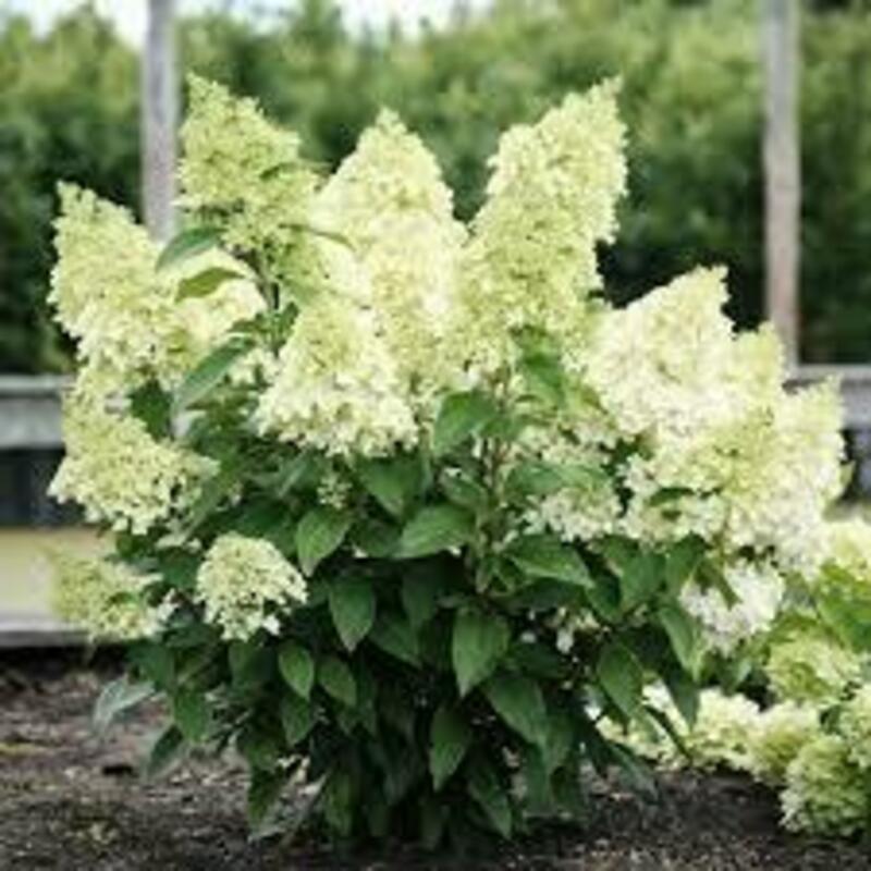 Гортензия метельчатая Мэджикал Маттерхорн (Hydrangea paniculata 'Magical Materhorn')