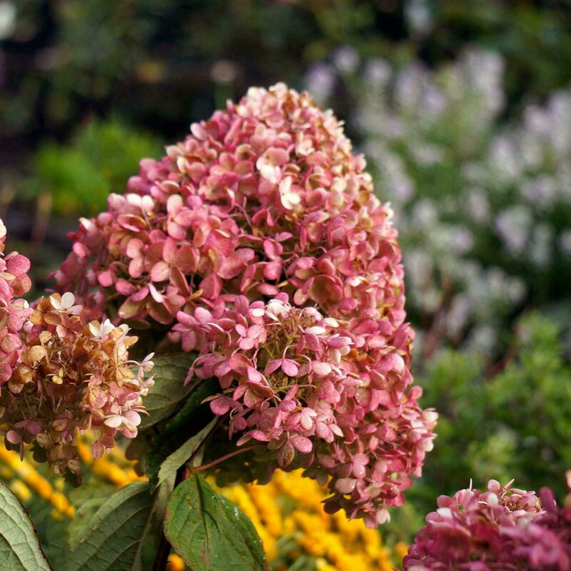 Гортензия метельчатая Мэджикал Маунт Фудзи (Hydrangea paniculata 'Magical Mount Fuji')