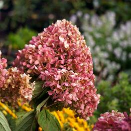 Гортензия метельчатая "Magical Mount Fuji"