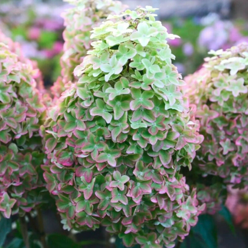 Гортензия метельчатая Металлика (Hydrangea paniculata 'Metallica')