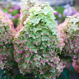 Гортензия метельчатая Металлика (Hydrangea paniculata 'Metallica')