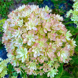 Гортензия метельчатая Мечта Лесково (Hydrangea paniculata 'Mechta Leskovo')
