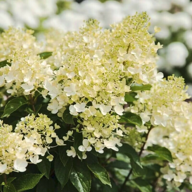 Гортензия метельчатая Милк энд Хани (Hydrangea paniculata 'Milk and Honey')
