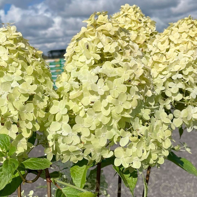 Гортензия метельчатая Панателла (Hydrangea paniculata 'Panatella')