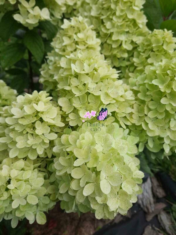 Гортензия метельчатая Панорама (Hydrangea paniculata 'Panorama')