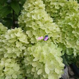 Гортензия метельчатая "Panorama"