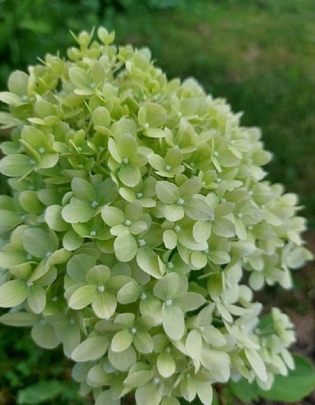Гортензия метельчатая Пансана (Hydrangea paniculata 'Pansana')
