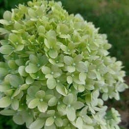 Гортензия метельчатая "Pansana"