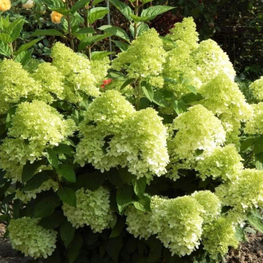 Гортензия метельчатая Пантонелла (Hydrangea paniculata 'Pantonella')