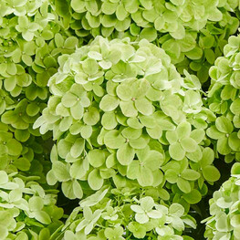 Гортензия метельчатая "Pancetta"