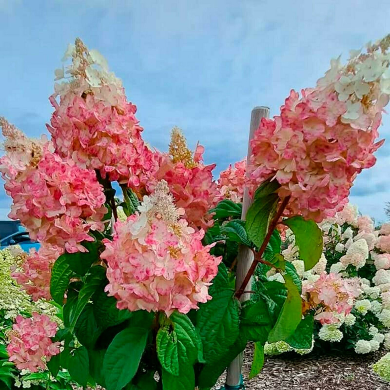 Гортензия метельчатая Петит Лантерн (Hydrangea paniculata 'Petite Lantern')