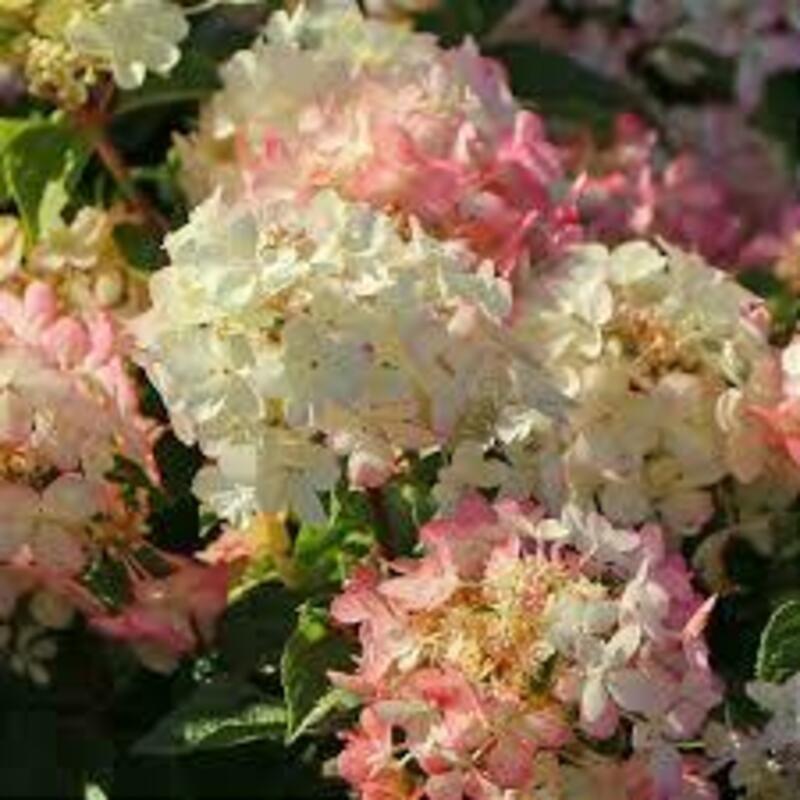 Гортензия метельчатая Петит Стар (Hydrangea paniculata 'Petite Star')