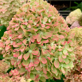 Гортензия метельчатая Пиксио (Hydrangea paniculata 'Pixio')