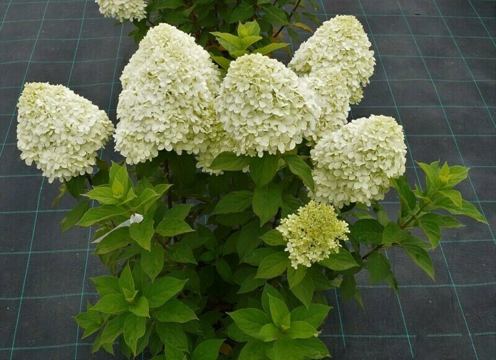 Гортензия метельчатая Селекшн (Hydrangea paniculata 'Selection')