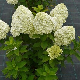Гортензия метельчатая Селекшн (Hydrangea paniculata 'Selection')