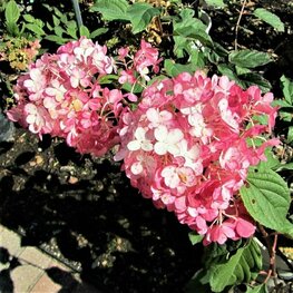 Гортензия метельчатая Тиклед Пинк (Hydrangea paniculata 'Tickled Pink')