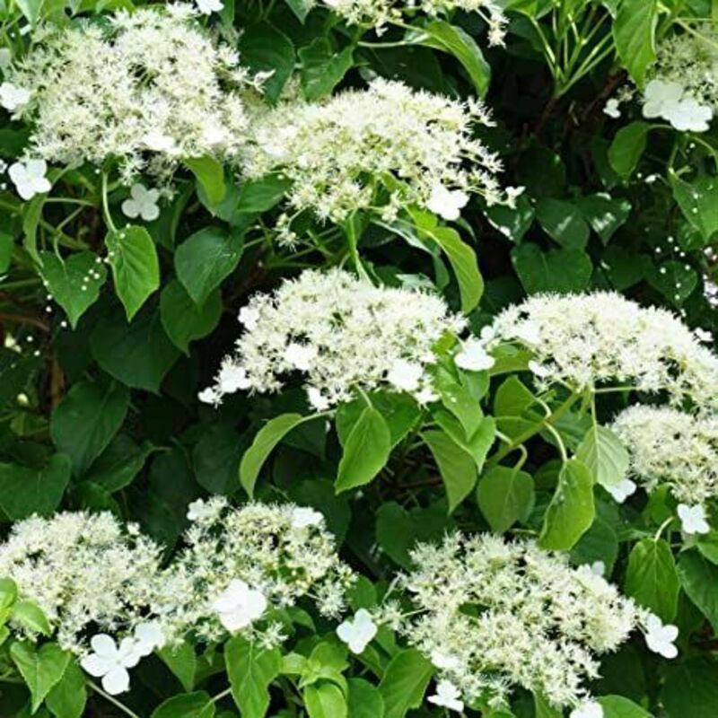 Гортензия плетистая (Hydrangea petiolaris)