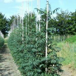 Рябина Красавица (Sorbus aucuparia 'Krasavitsa')