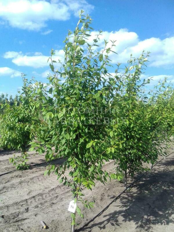 Черемуха Ольгина радость (Prunus padus 'Olgina Radost')