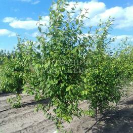 Черемуха Ольгина радость (Prunus padus 'Olgina Radost')