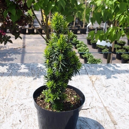 Тис средний Войтек (Taxus x media 'Wojtek')