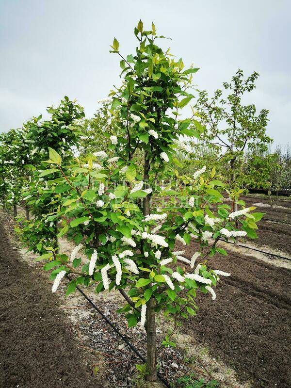 Черемуха Плотнокистная (Prunus padus 'Plotnokistnaja')
