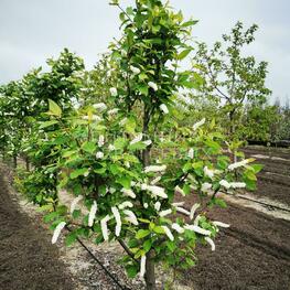 Черемуха Плотнокистная (Prunus padus 'Plotnokistnaja')