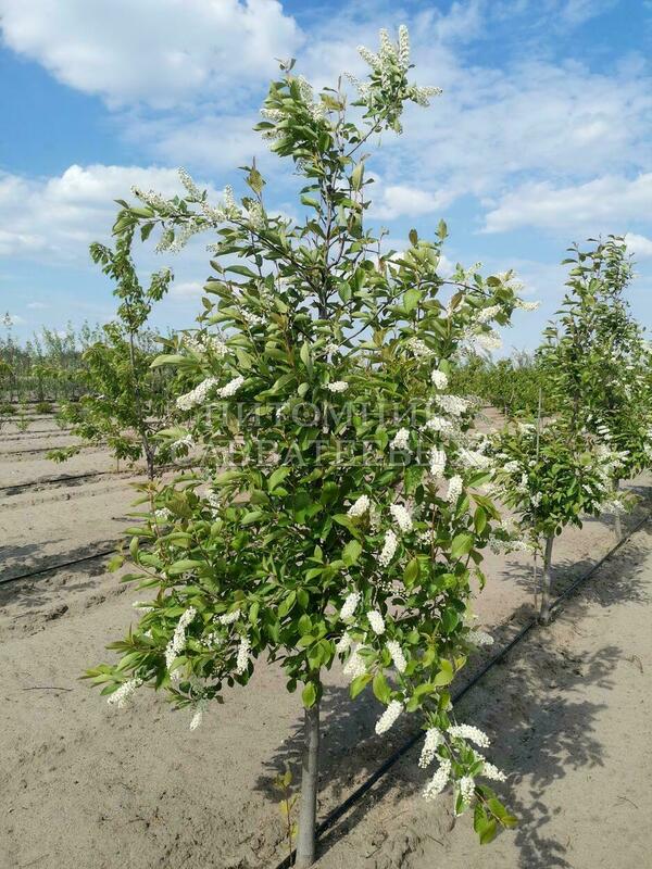 Черемуха Поздняя радость (Prunus padus 'Pozdnjaja Radost')