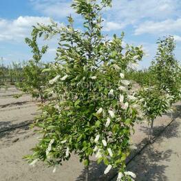 Черемуха Поздняя радость (Prunus padus 'Pozdnjaja Radost')