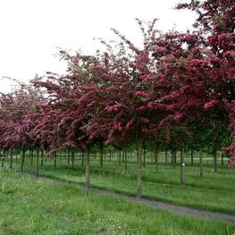 Боярышник средний Пауль Скарлет (Crataegus media 'Paul's Scarlet')