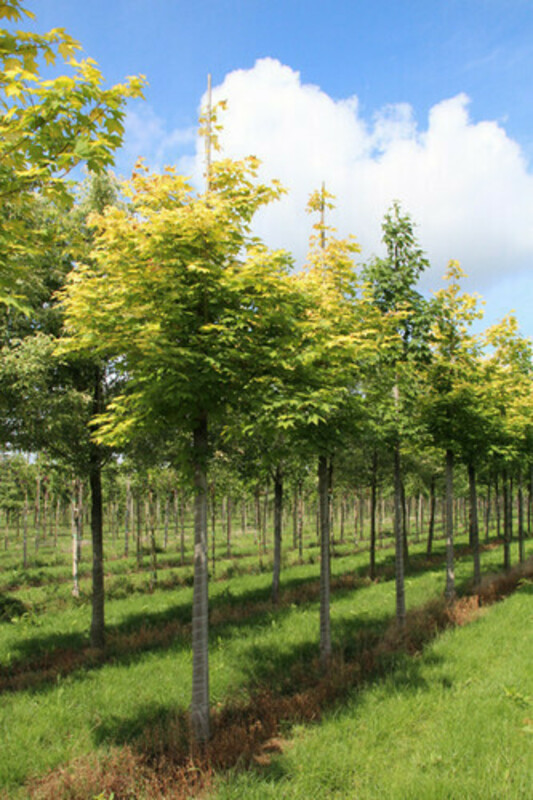 Клен колхидский Ауреум (Acer cappadocicum 'Aureum')