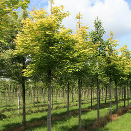 Клен колхидский Ауреум (Acer cappadocicum 'Aureum')