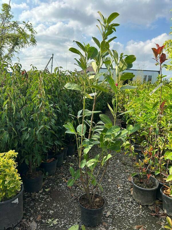 Лавровишня «Rotundifulia»